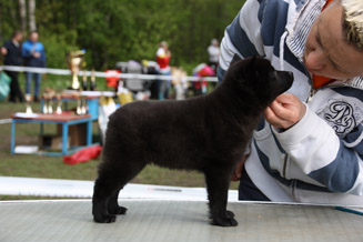 питомник шипперке в москве выставки