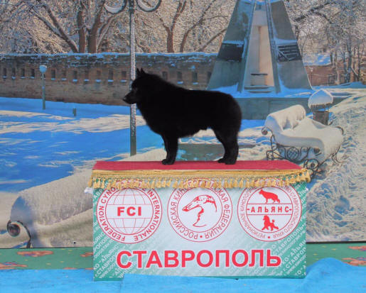 питомник шипперке москва