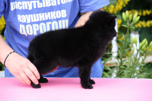 купить в москве шипперке