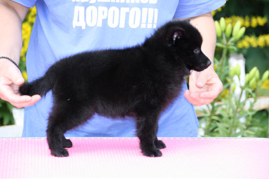 щенки шипперке купить