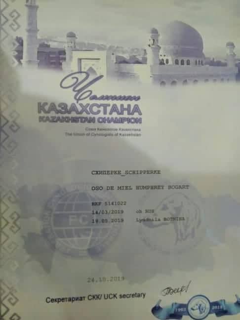 новости питомника шипперке
