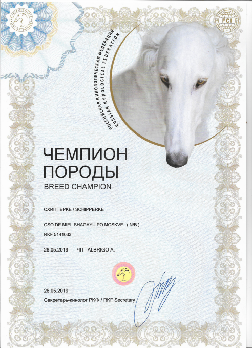 шипперке родословная