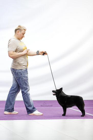 родители шипперке жар огонь