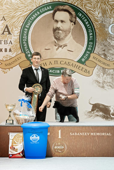 шипперке на выставках