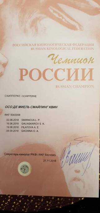 щенки шипперке от чемпионов купить москва