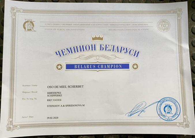 выставки шипперке осо де миель - награды щенки шипперке