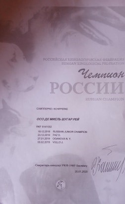 выставки шипперке осо де миель - награды щенки шипперке