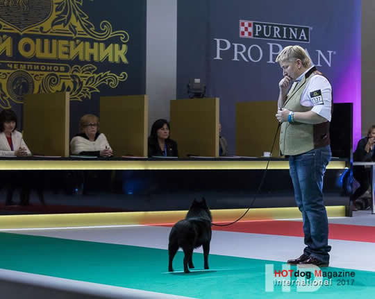 родители шипперке 