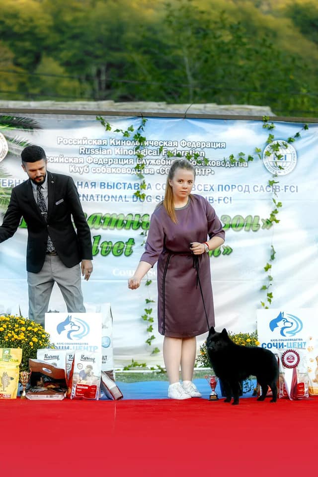 выставки шипперке осо де миель - награды щенки шипперке