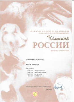 щенки шипперке москва успехи питомника