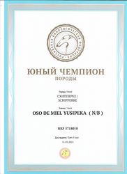 Достижения шипперок нашего питомника