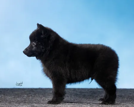Купить щенки шипперке в москве