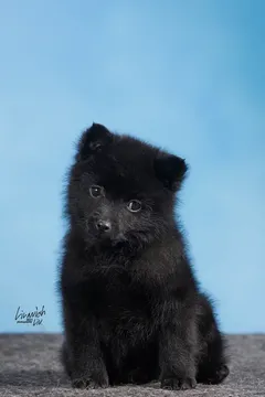 щенки шипперке в продаже