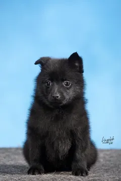 Купить щенки шипперке в Москве