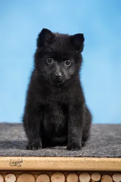 Купить щенки шипперке в Москве