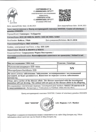 тесты шипперке осо де миель