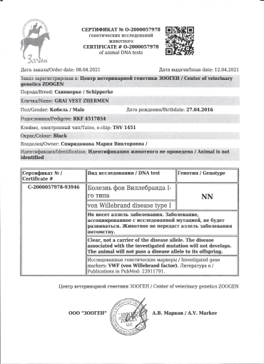 Новости Шипперке из питомника Осо де Миель