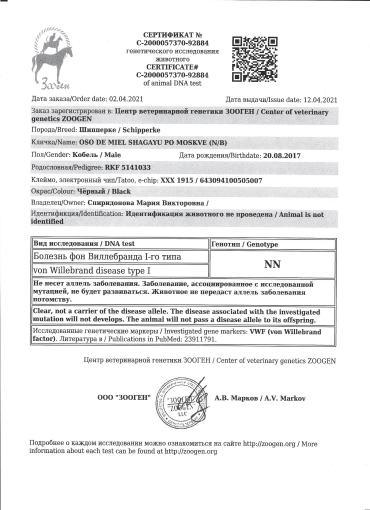 Новости Шипперке из питомника Осо де Миель