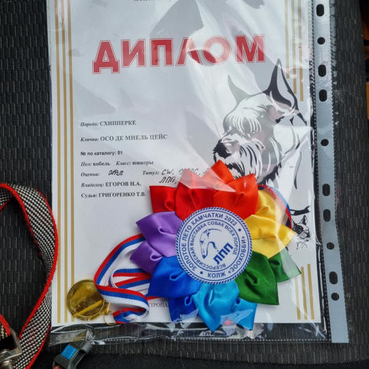 Осо де Миель шипперке