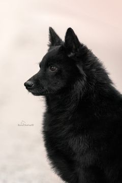 суки шипперке