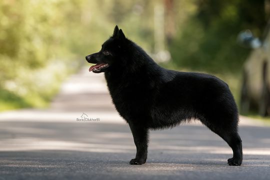 Суки  шипперке
