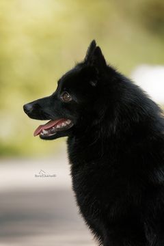 суки шипперке
