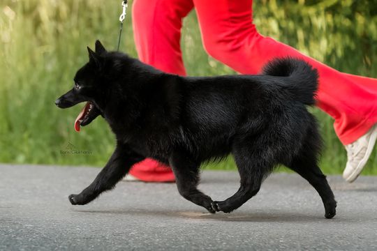 суки шипперке