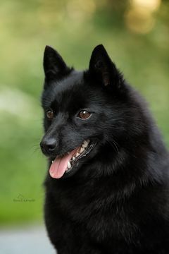 суки шипперке