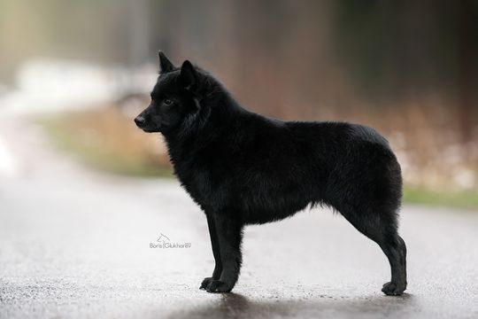Суки  шипперке