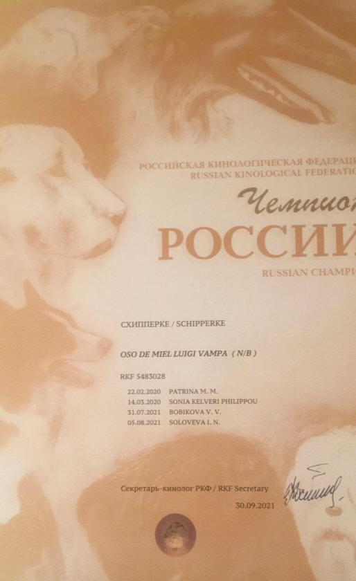 Новости шипперке осо де миель поздравляем нашего Чемпиона с очередными титулами