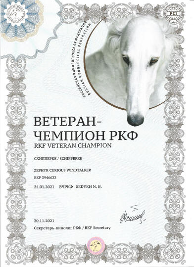 Новости шипперке осо де миель поздравляем нашего Чемпиона с очередными титулами