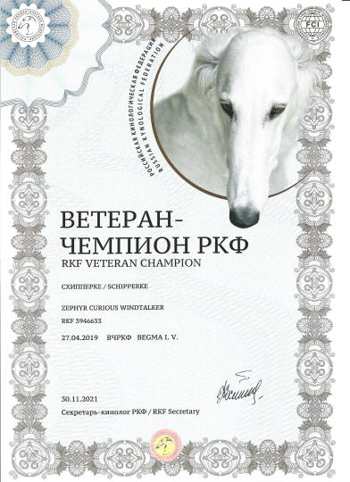 Новости шипперке осо де миель поздравляем нашего Чемпиона с очередными титулами