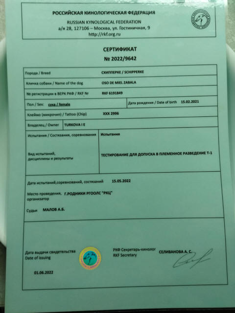 Осо де Миель шипперке