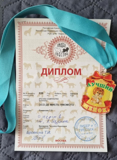 Осо де Миель шипперке