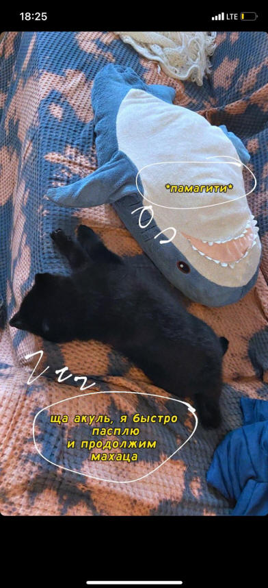 Осо де Миель шипперке