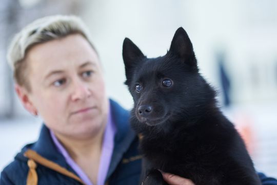 суки шипперке
