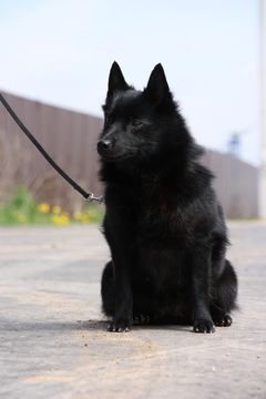 суки шипперке