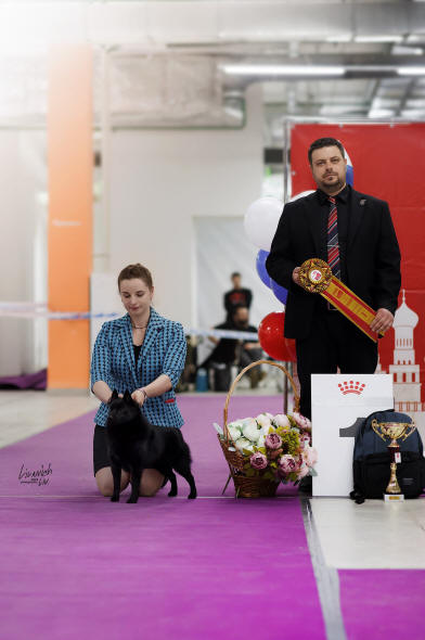 Новости шипперке осо де миель поздравляем нашего Чемпиона с очередными титулами