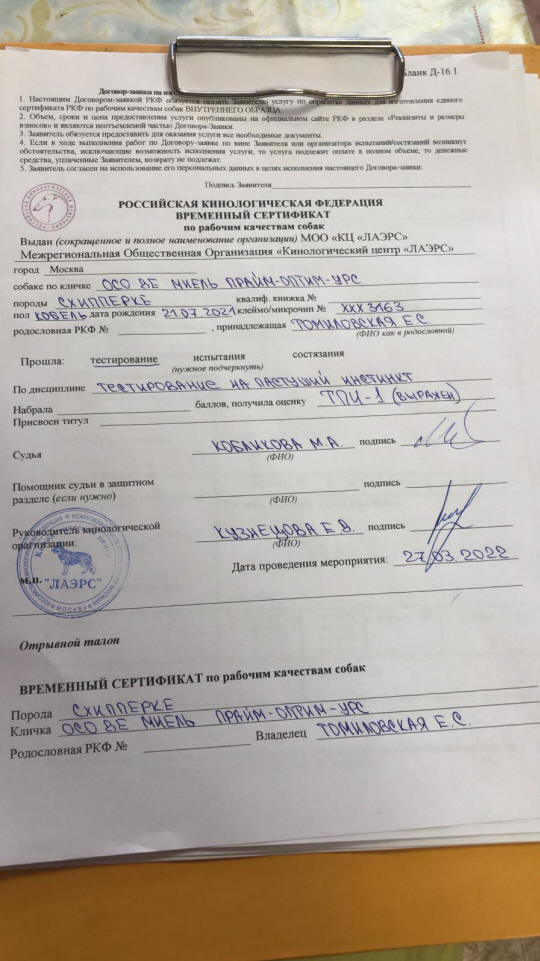 Новости шипперке осо де миель поздравляем нашего Чемпиона с очередными титулами