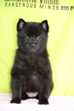 щенки шипперке в продаже