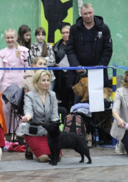 Шипперке новости
