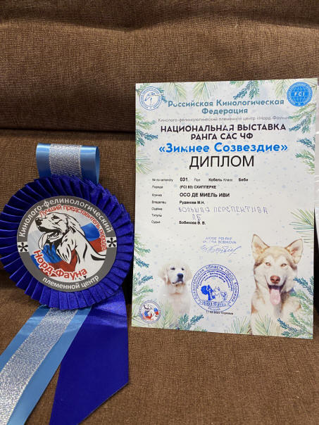 Шипперке новости